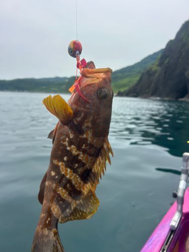 キジハタの釣果