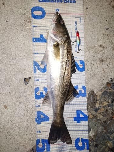 シーバスの釣果