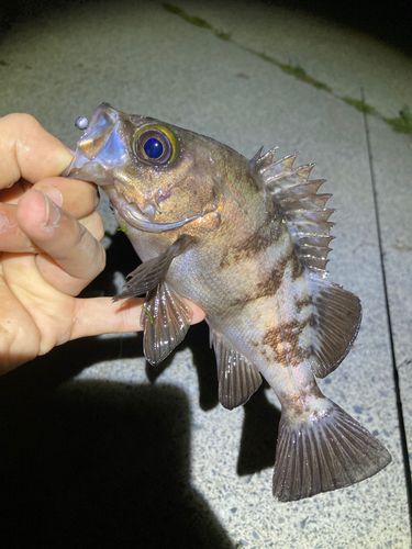 シロメバルの釣果