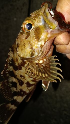 ガシラの釣果