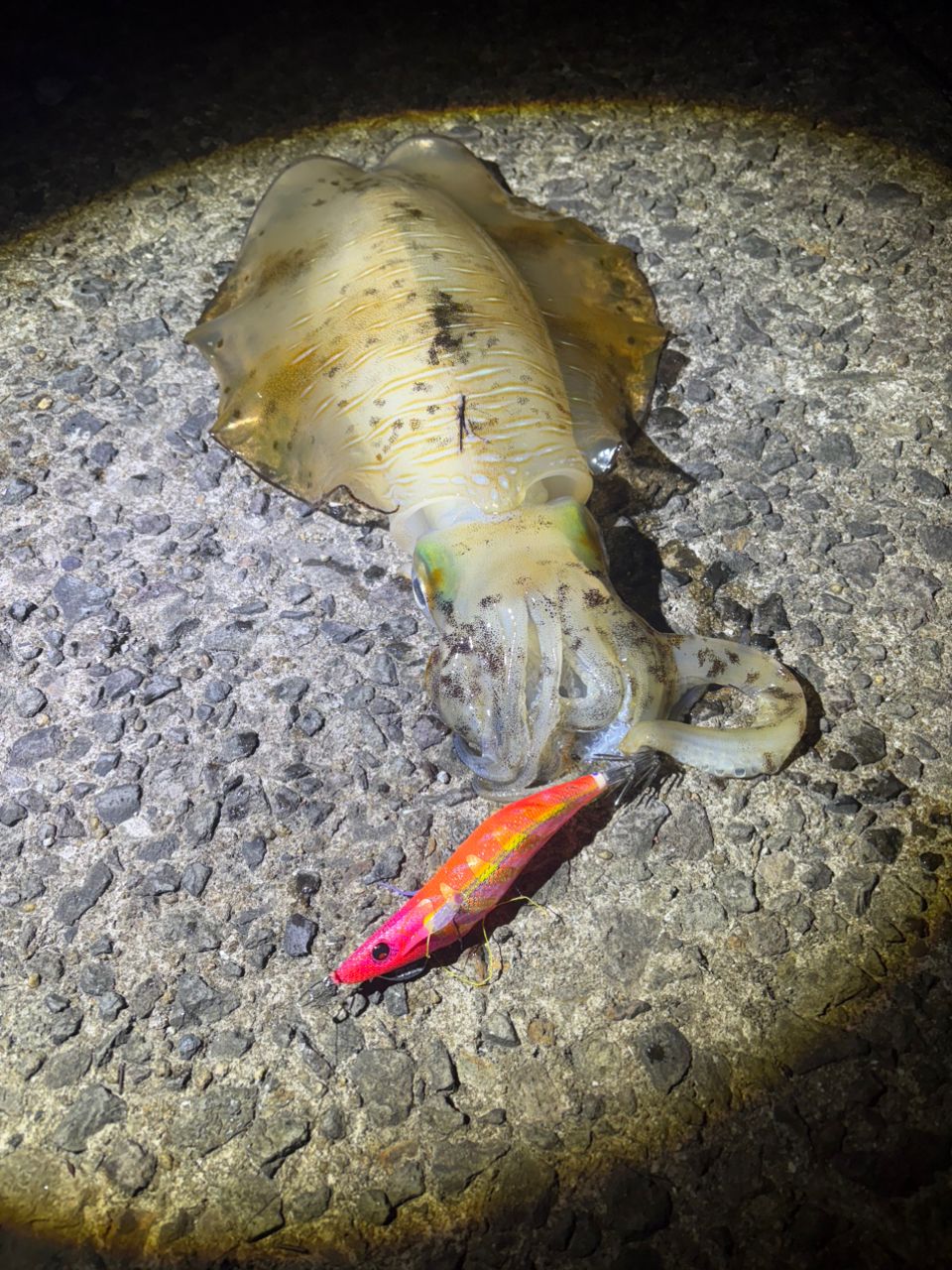アオリイカの釣果写真