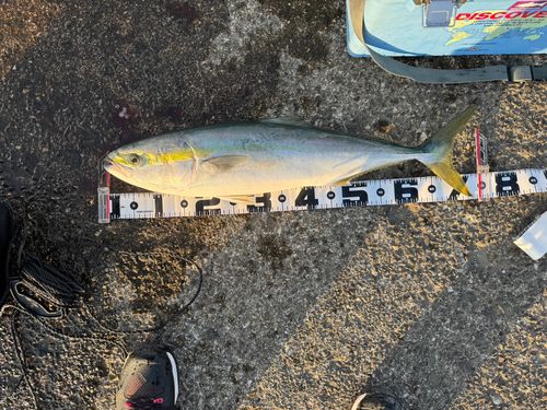 ワラサの釣果