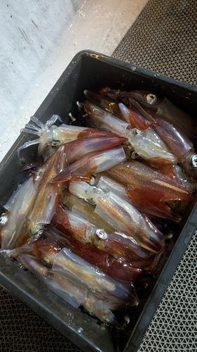 シロイカの釣果