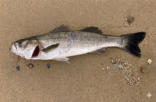 スズキの釣果