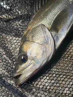 スズキの釣果