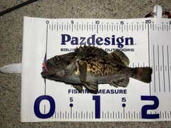 クロソイの釣果