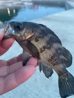 メバルの釣果