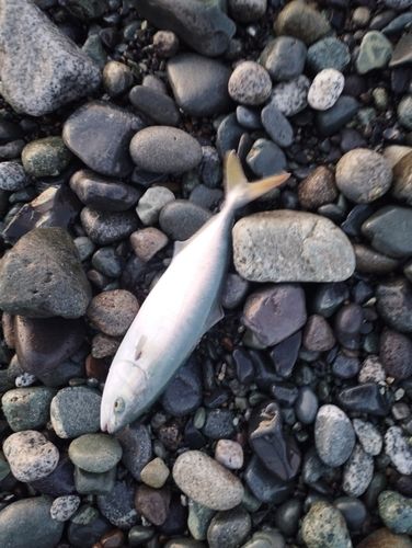 ワカシの釣果