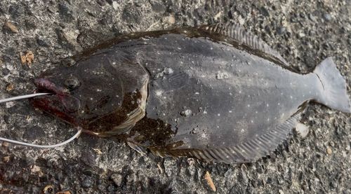 ヒラメの釣果