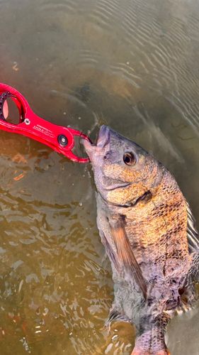 チヌの釣果