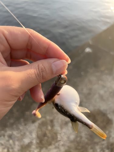 クサフグの釣果