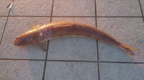 エソの釣果