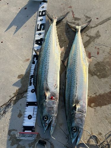 サゴシの釣果