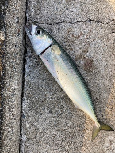 サバの釣果