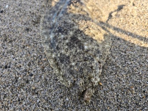 ソゲの釣果