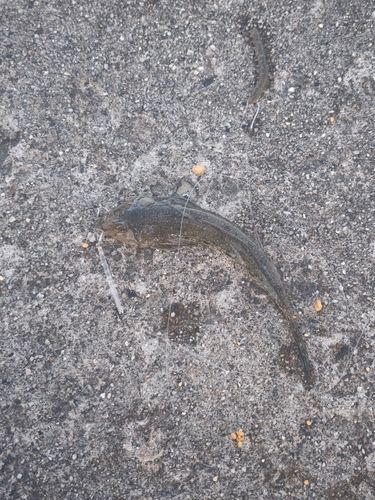 メゴチの釣果