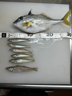 キスの釣果
