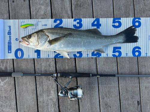 シーバスの釣果