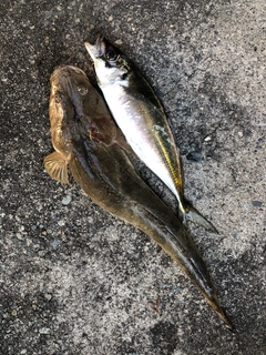マゴチの釣果