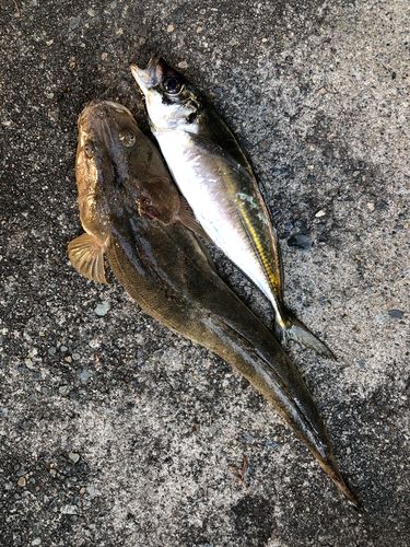 マゴチの釣果
