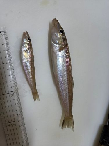 キスの釣果