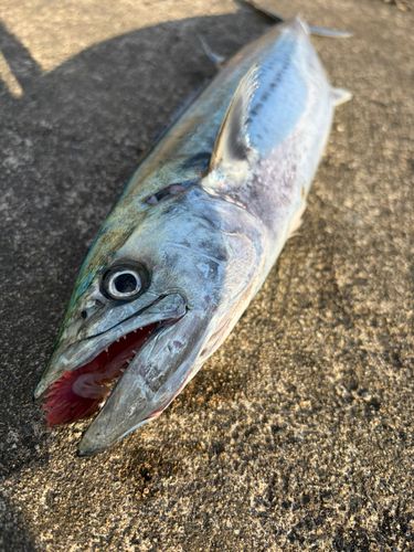 サゴシの釣果