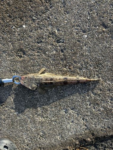 マゴチの釣果