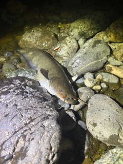 ナマズの釣果