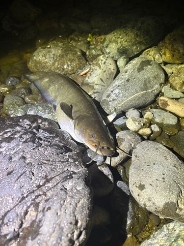 ナマズの釣果