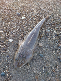 マゴチの釣果