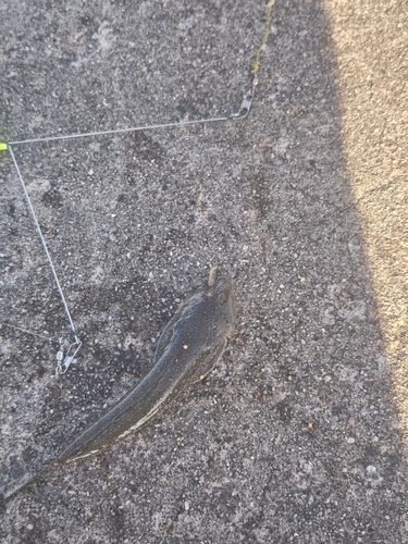 メゴチの釣果