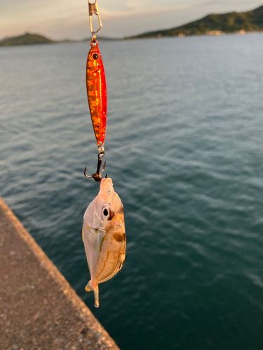 ヒイラギの釣果