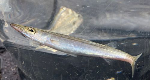 アカカマスの釣果