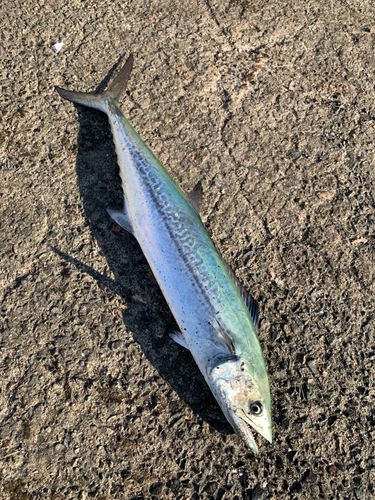 サゴシの釣果