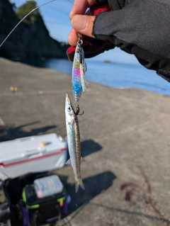 カマスの釣果