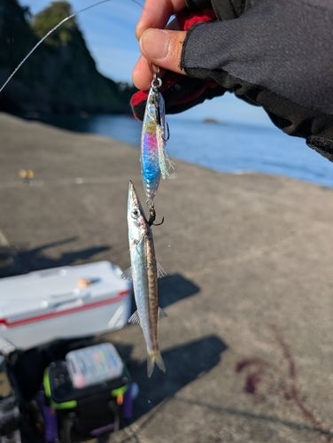 カマスの釣果