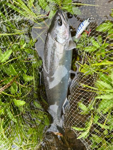 アマゴの釣果