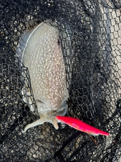 シリヤケイカの釣果