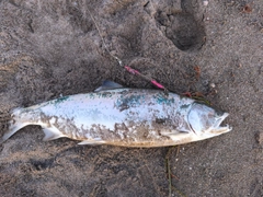 サクラマスの釣果