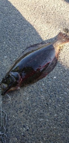 ヒラメの釣果