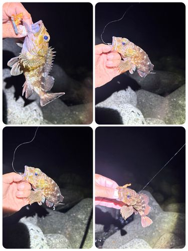 カサゴの釣果