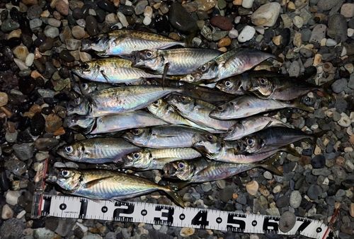 アジの釣果