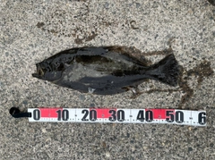 ヒラメの釣果