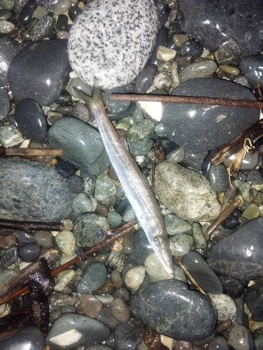カマスの釣果