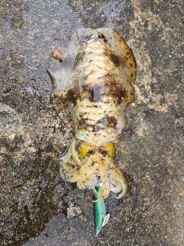 アオリイカの釣果