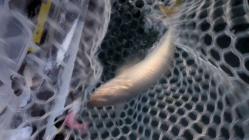 マルアジの釣果