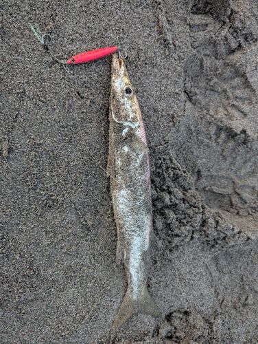 カマスの釣果