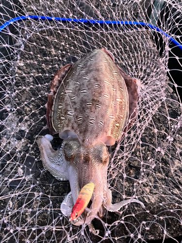 モンゴウイカの釣果