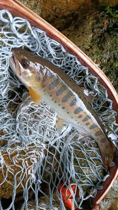 ヤマメの釣果