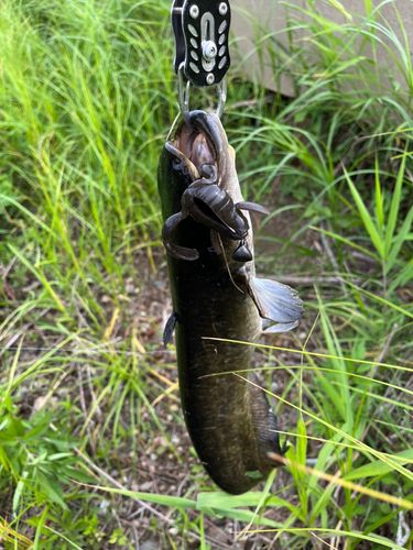 ナマズの釣果
